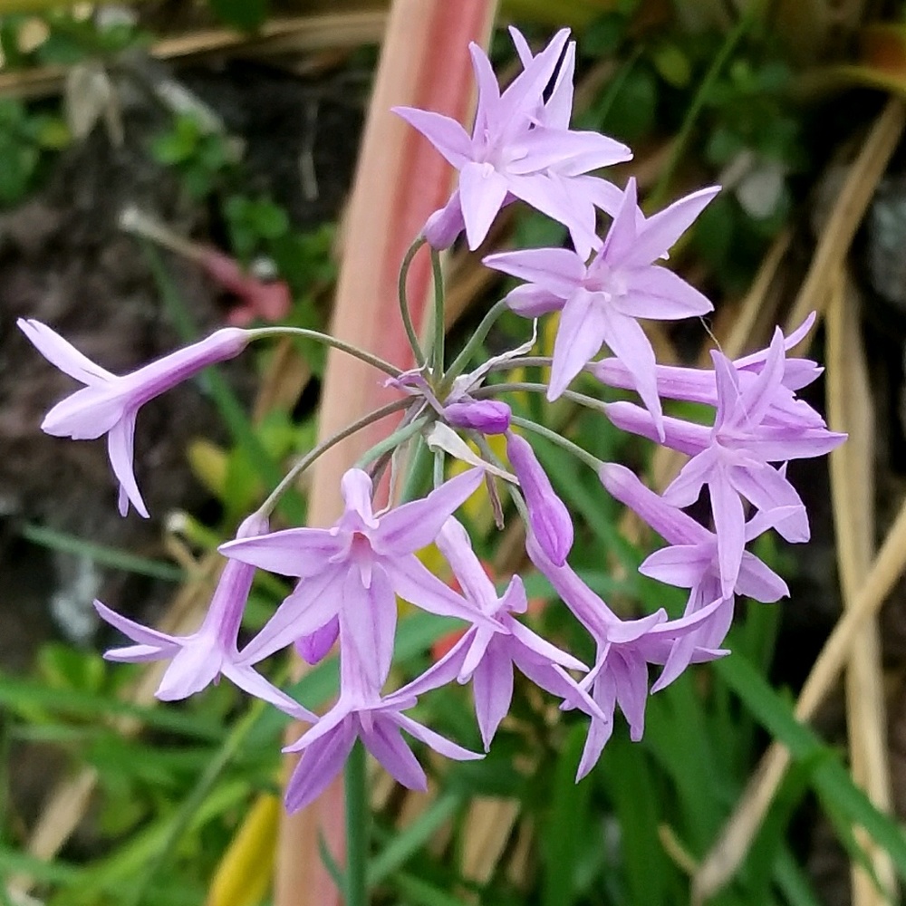 Meet your Posher, Allyson